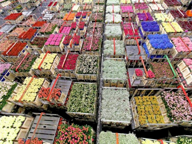 Mercados de Rusia y Ucrania ya adeudan más de $ 33 millones a floricultores ecuatorianos por el conflicto bélico